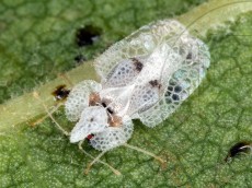 Corythucha ciliata_имаго_4